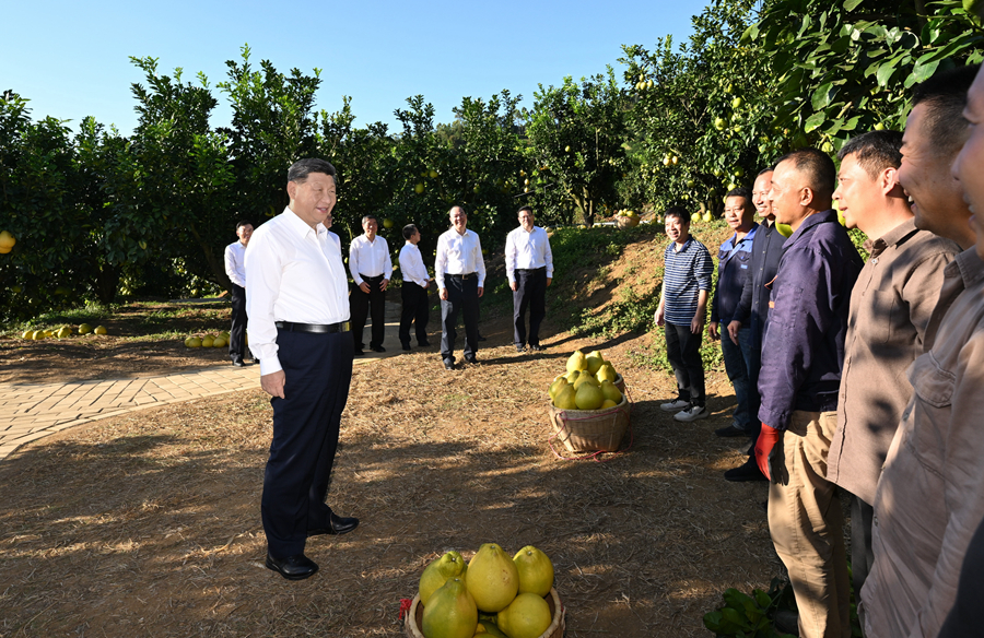 2025年11月7日，習(xí)近平總書(shū)記在梅州市梅縣區(qū)雁洋鎮(zhèn)南福金柚種植基地考察時(shí)，同果農(nóng)和農(nóng)技人員親切交流。