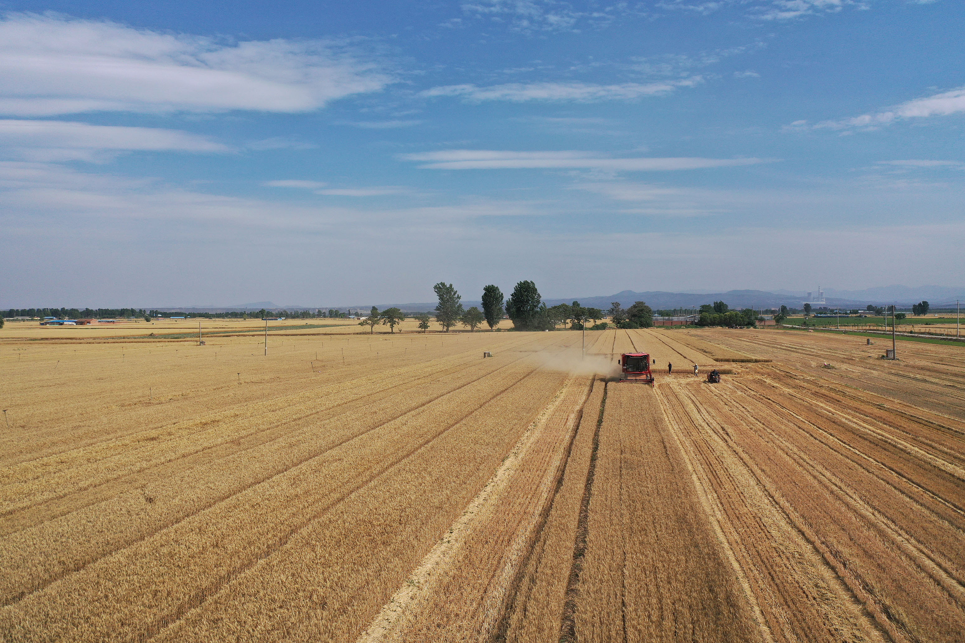 2025年6月3日，河南焦作，溫縣黃河街道灘王莊村農(nóng)民駕駛收割機(jī)收獲小麥。